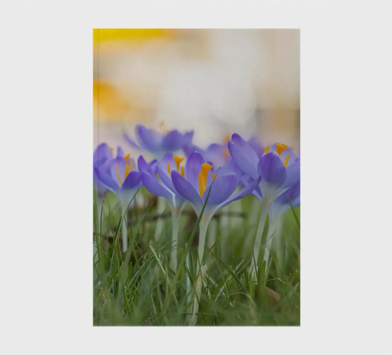 Spring Awakening: Crocuses in Bloom notebook by Curious Collections by Marielle Leenders