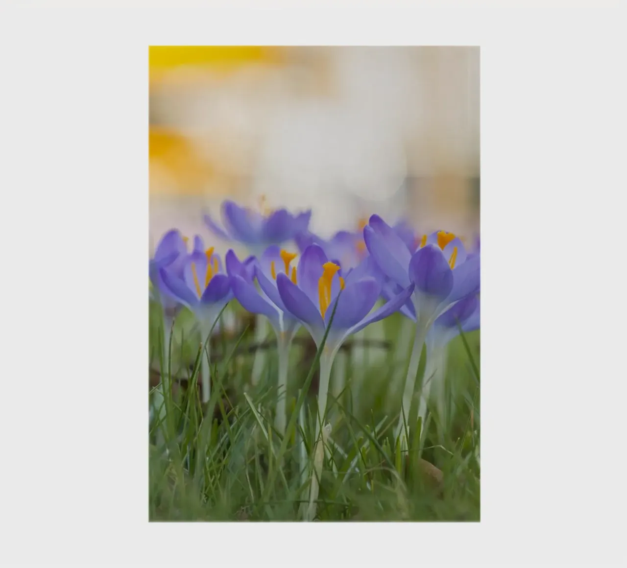 Spring Awakening: Crocuses in Bloom notebook by Curious Collections by Marielle Leenders
