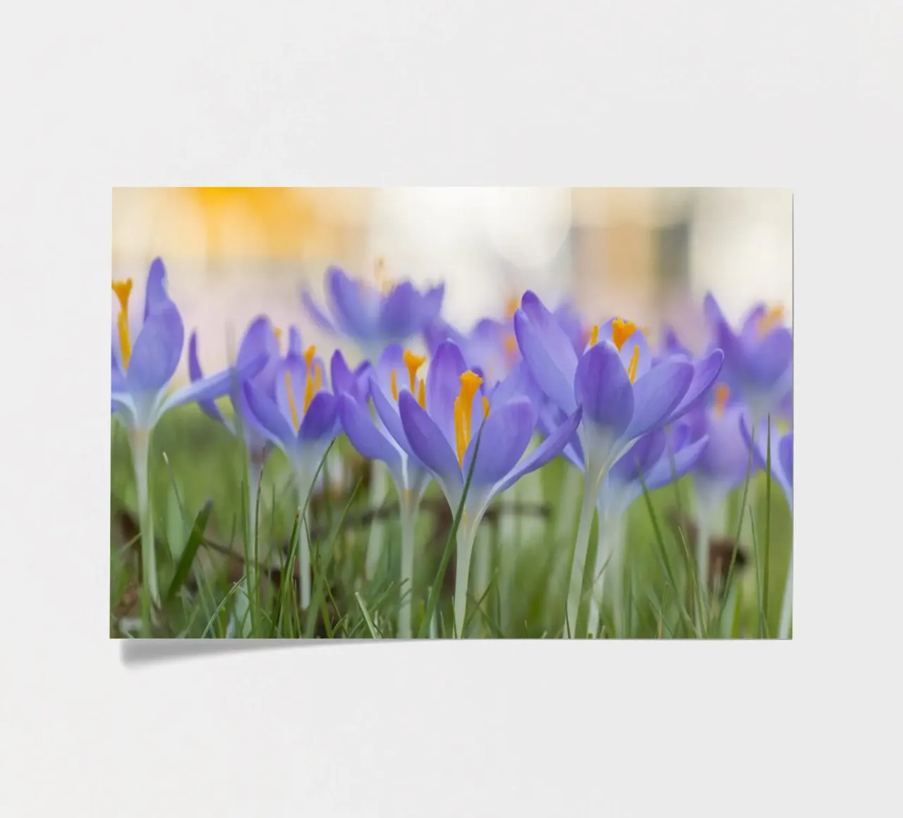 Spring Awakening: Crocuses in Bloom sticker sheet by Curious Collections by Marielle Leenders