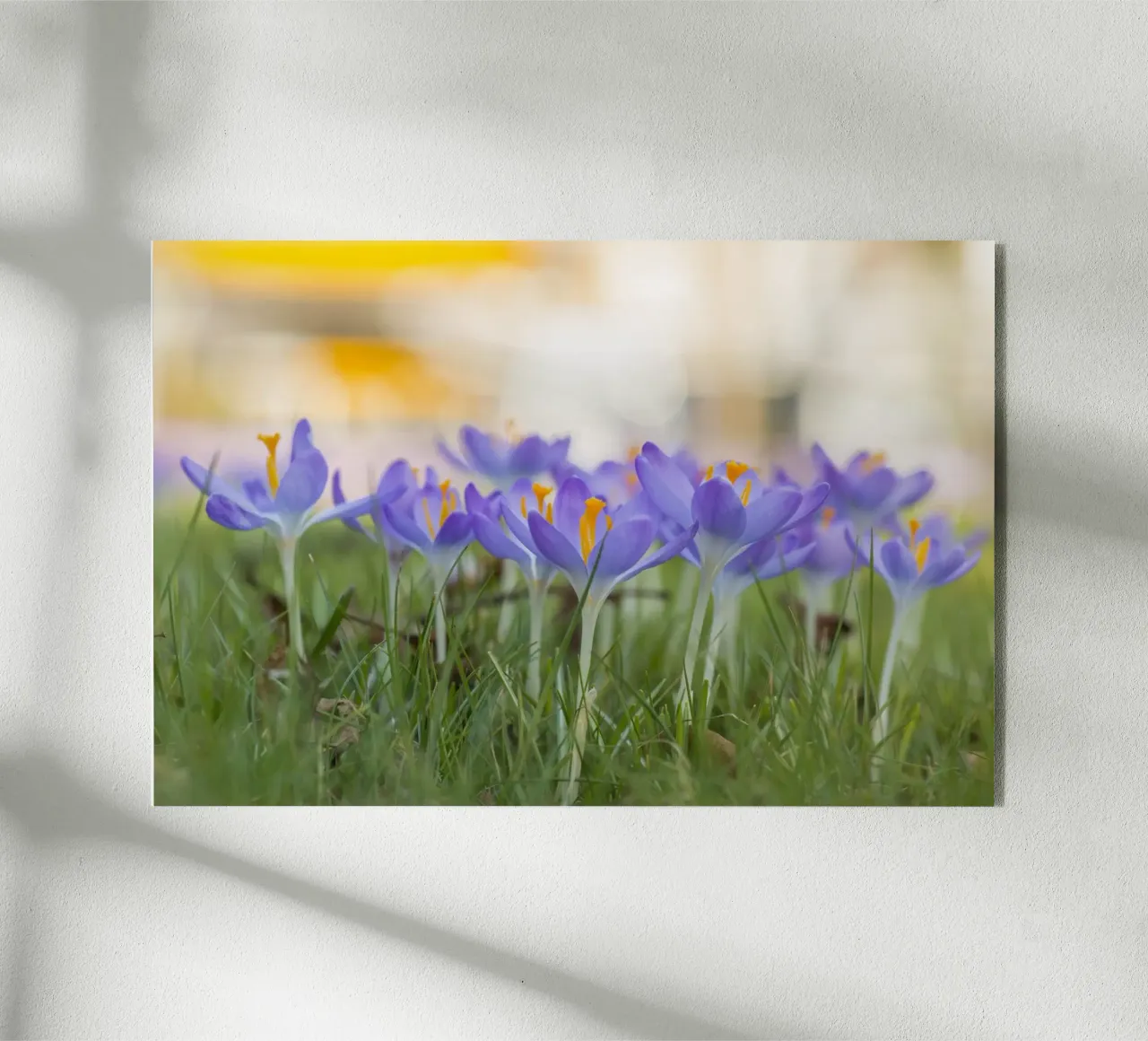 Frühlingserwachen: Blühende Krokusse Acryl-Glas von Curious Collections by Marielle Leenders