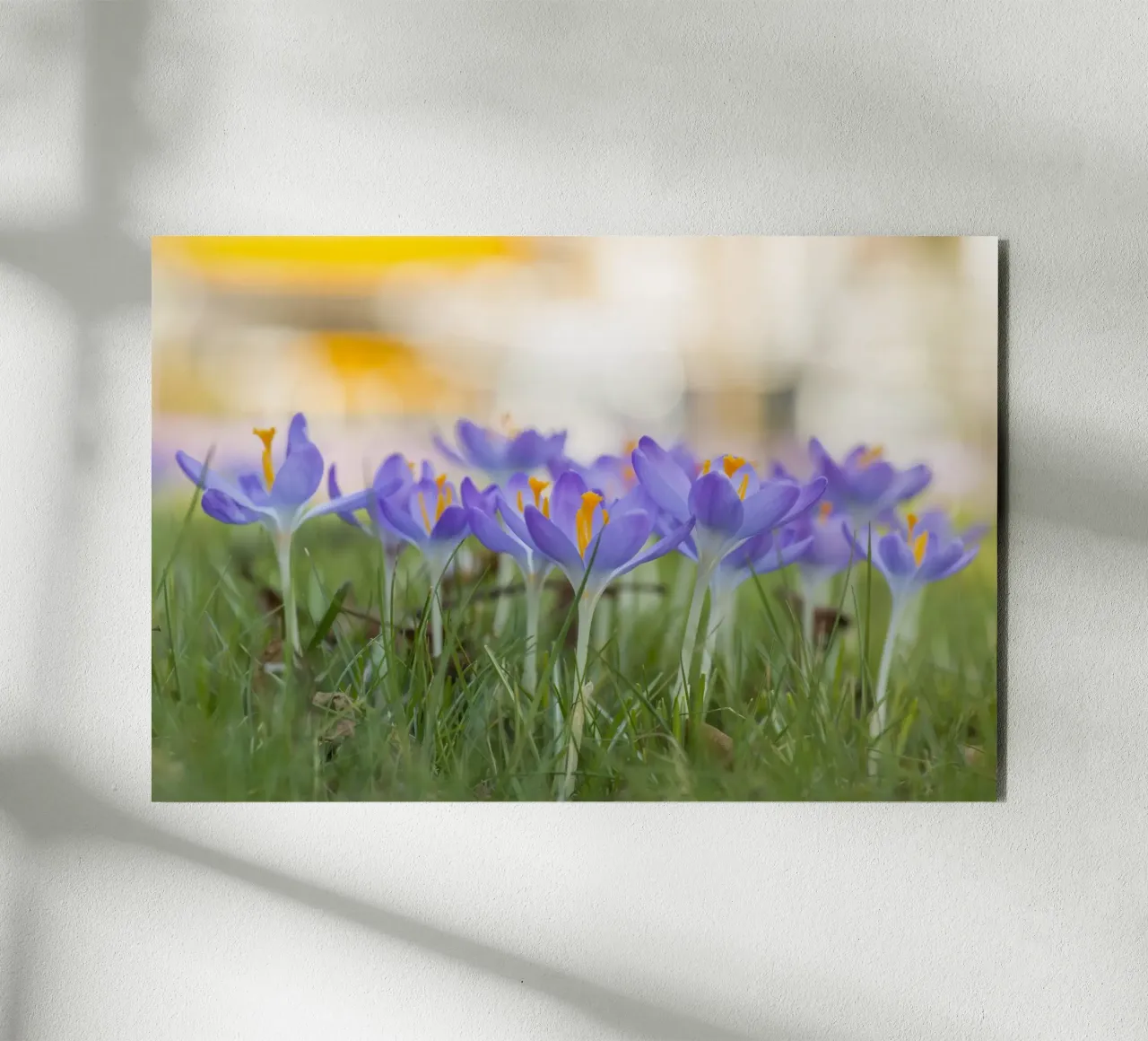 Spring Awakening: Crocuses in Bloom forex plate by Curious Collections by Marielle Leenders