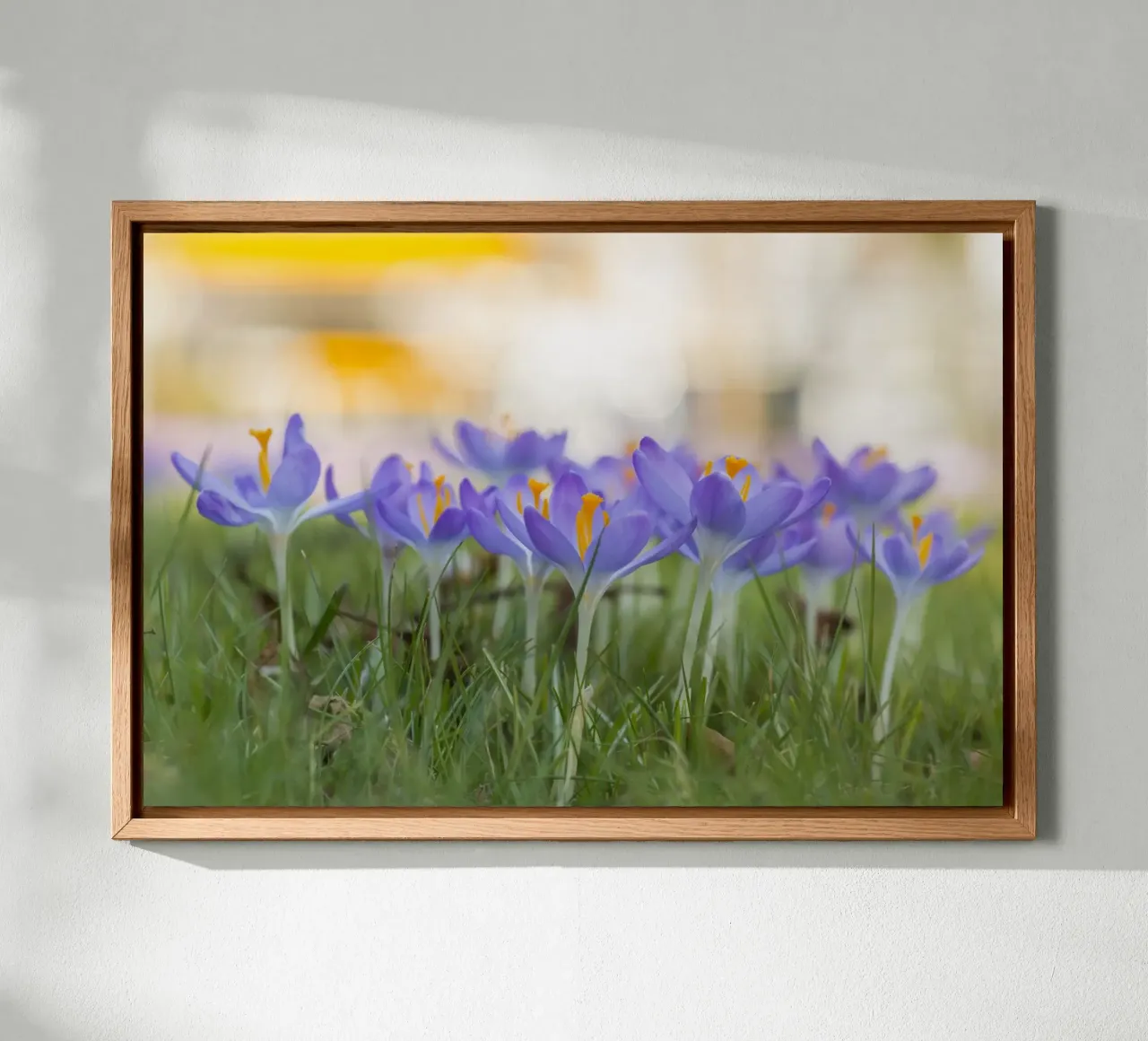 Spring Awakening: Crocuses in Bloom canvas by Curious Collections by Marielle Leenders