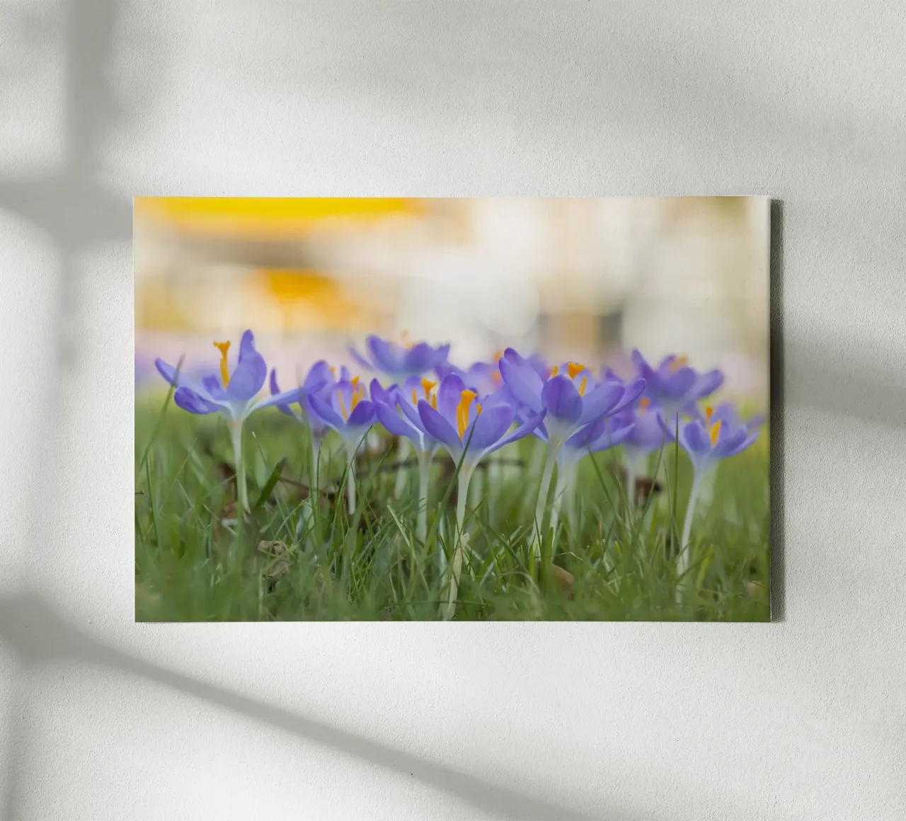 Spring Awakening: Crocuses in Bloom canvas by Curious Collections by Marielle Leenders