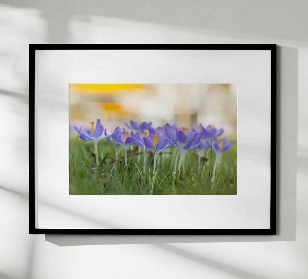 Spring Awakening: Crocuses in Bloom hahnemühle by Curious Collections by Marielle Leenders