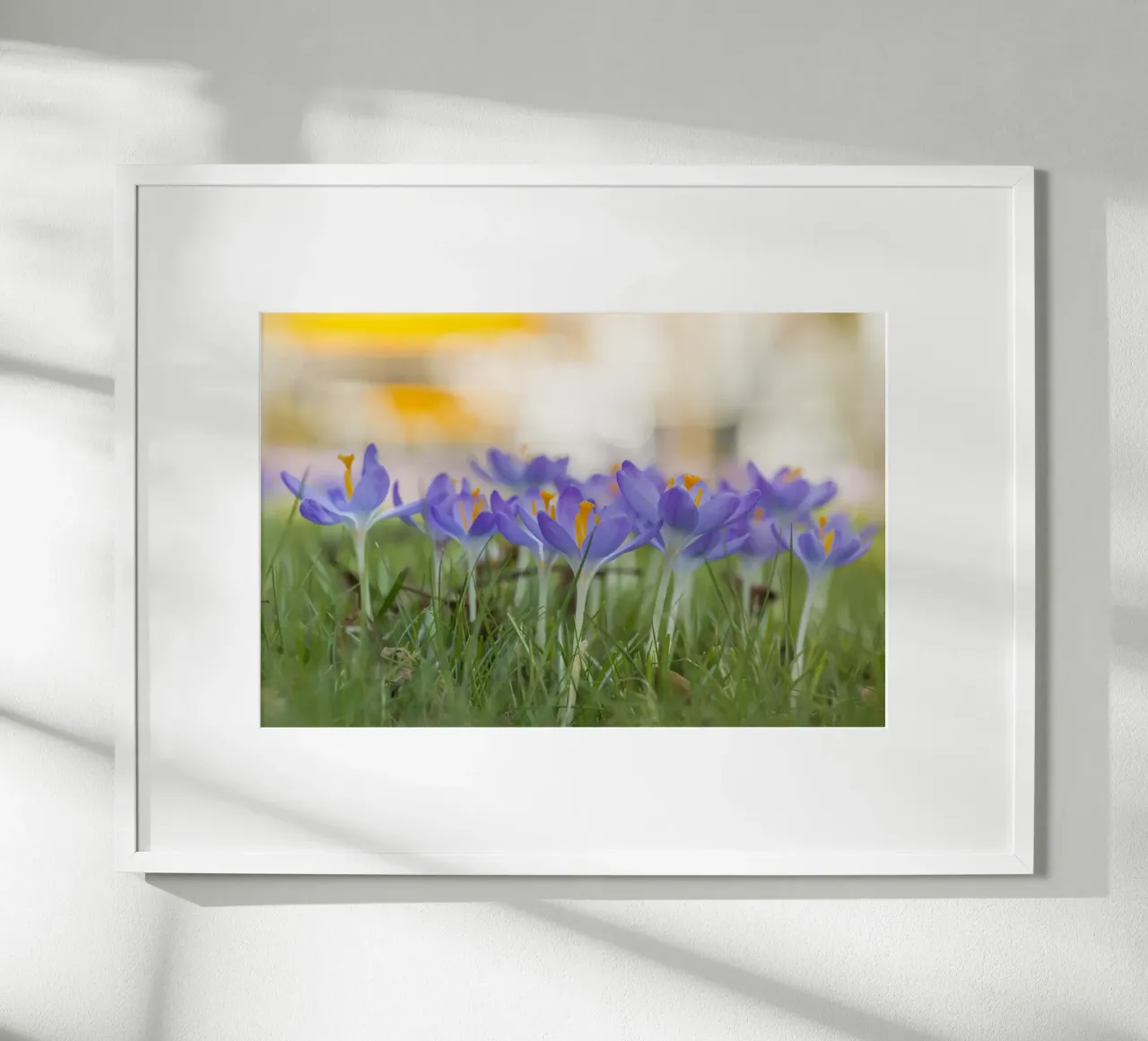 Spring Awakening: Crocuses in Bloom hahnemühle by Curious Collections by Marielle Leenders