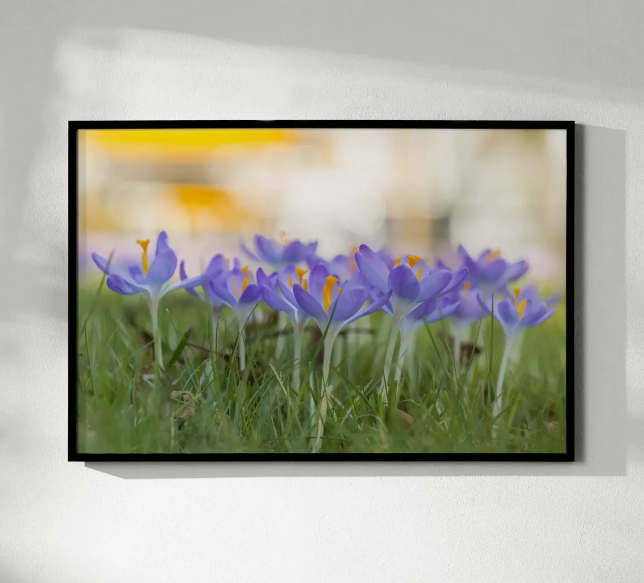 Spring Awakening: Crocuses in Bloom hahnemühle by Curious Collections by Marielle Leenders