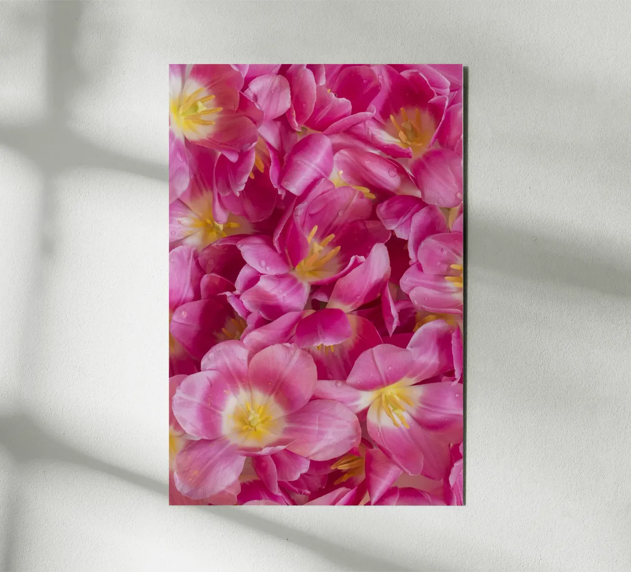 Spring Serenity: A Beautiful Pink Tulips alu-dibond by Curious Collections by Marielle Leenders