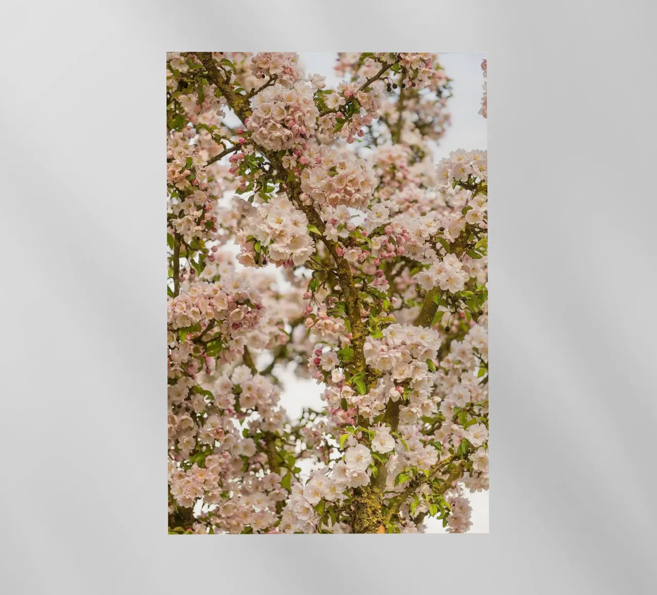 Incantevole fiore rosa pellicola backlit da Curious Collections by Marielle Leenders