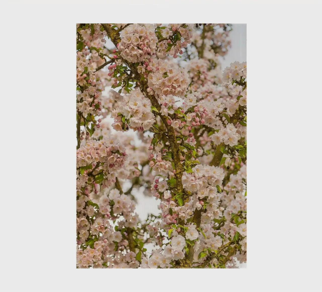 Fleur rose enchanteresse carnet de notes de Curious Collections by Marielle Leenders