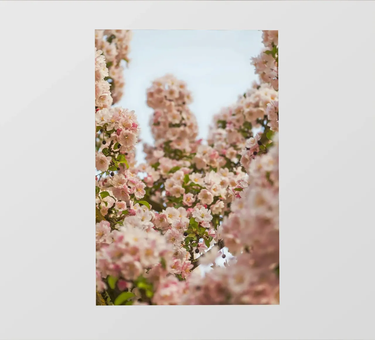 Incantevole fiore rosa pellicola backlit da Curious Collections by Marielle Leenders