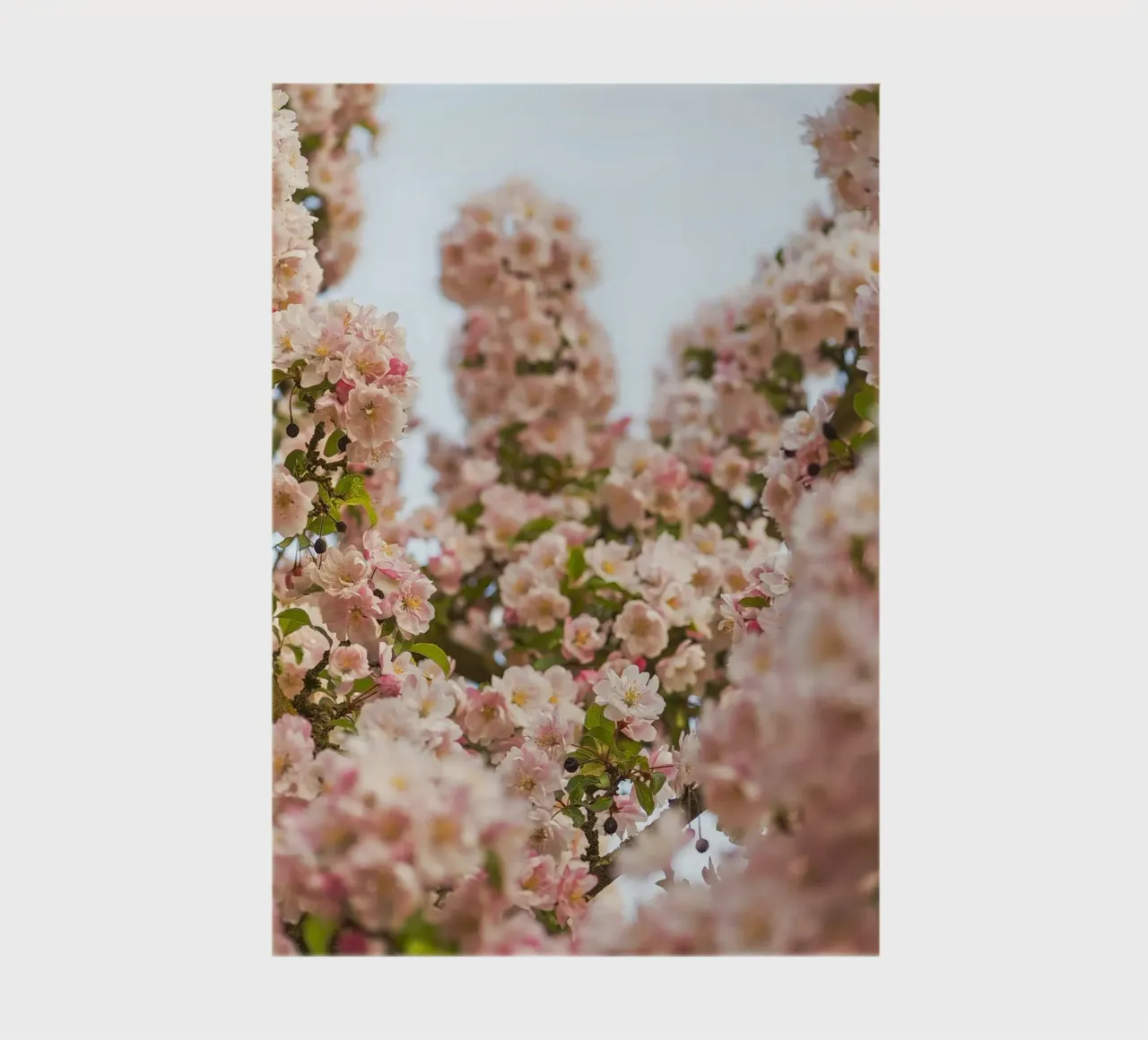 Enchanting pink blossom notebook by Curious Collections by Marielle Leenders
