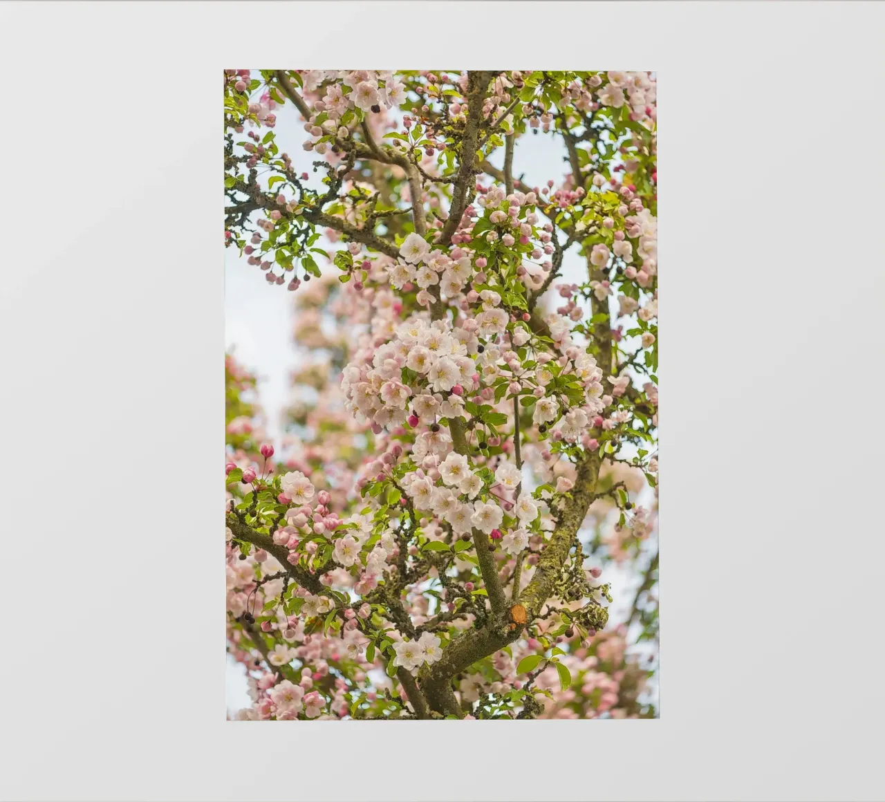 Incantevole fiore rosa telo in pvc da Curious Collections by Marielle Leenders
