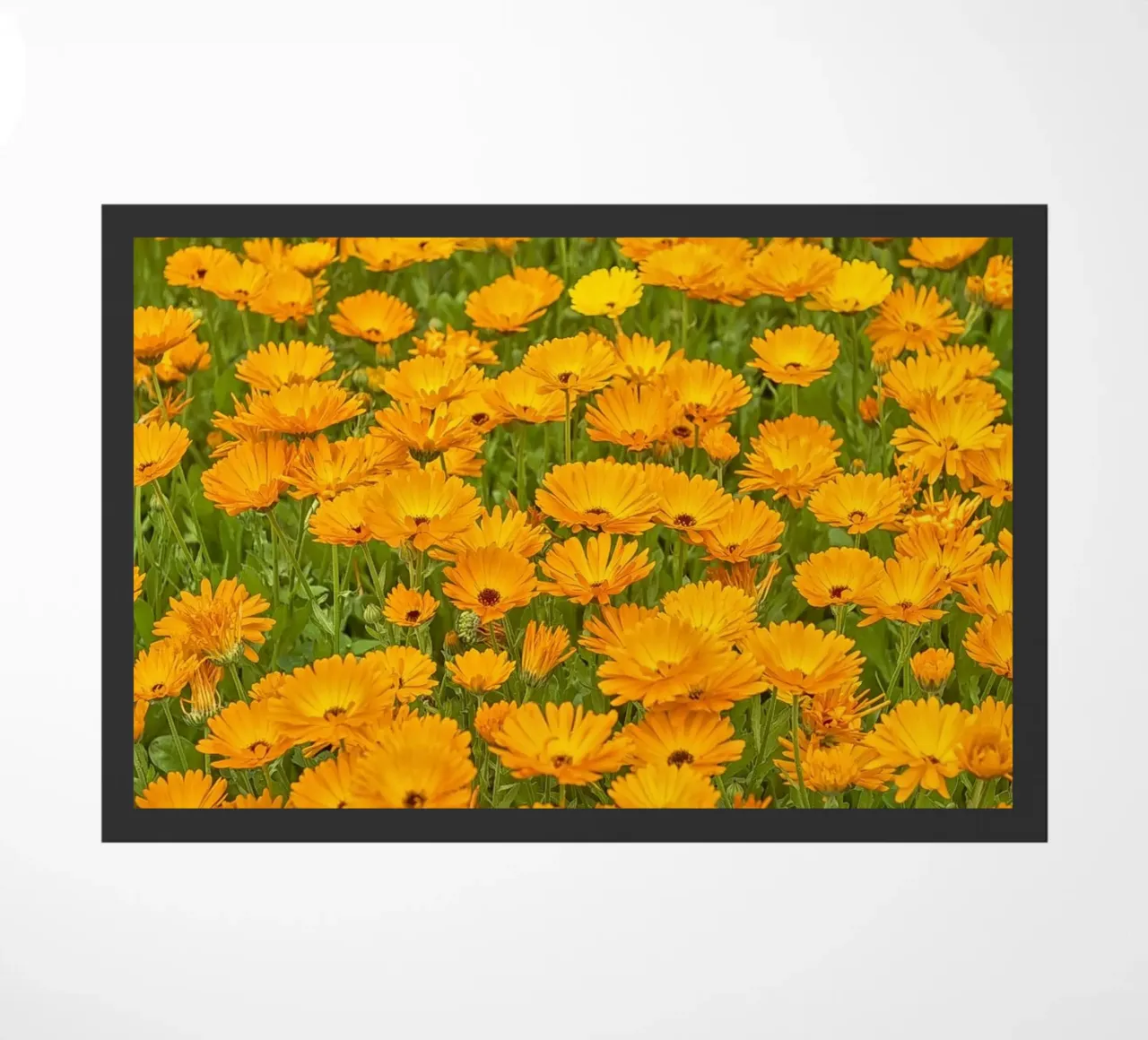Crogiolarsi nella bellezza luminosa di un campo di fiori di Calendula zerbino da Curious Collections by Marielle Leenders