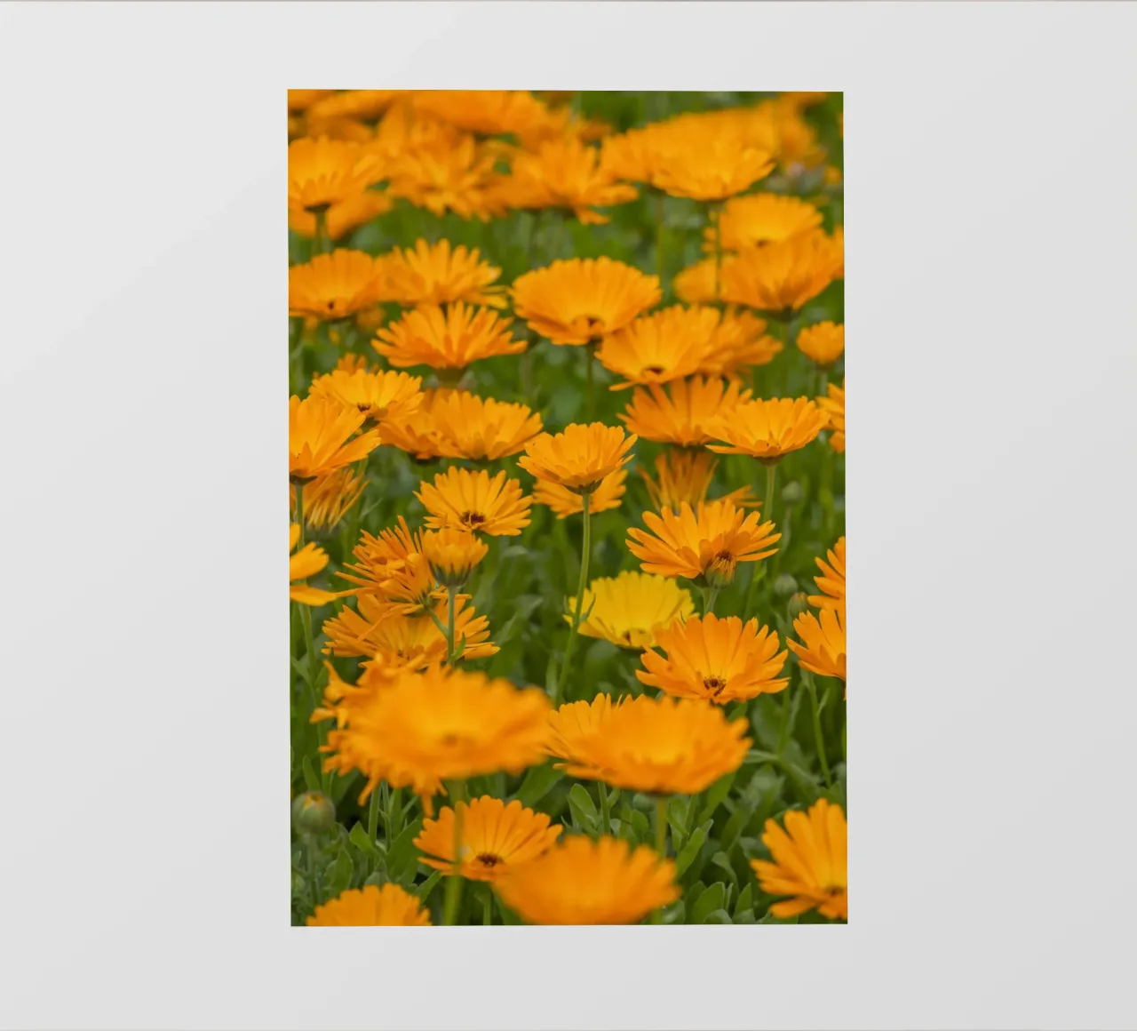 Fiori di calendula pellicola backlit da Curious Collections by Marielle Leenders