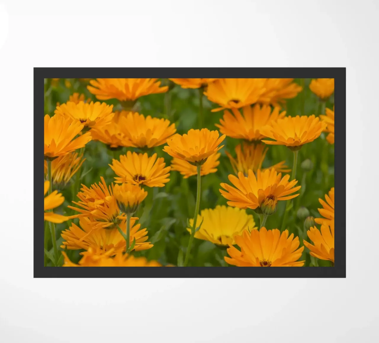 Fiori di calendula zerbino da Curious Collections by Marielle Leenders