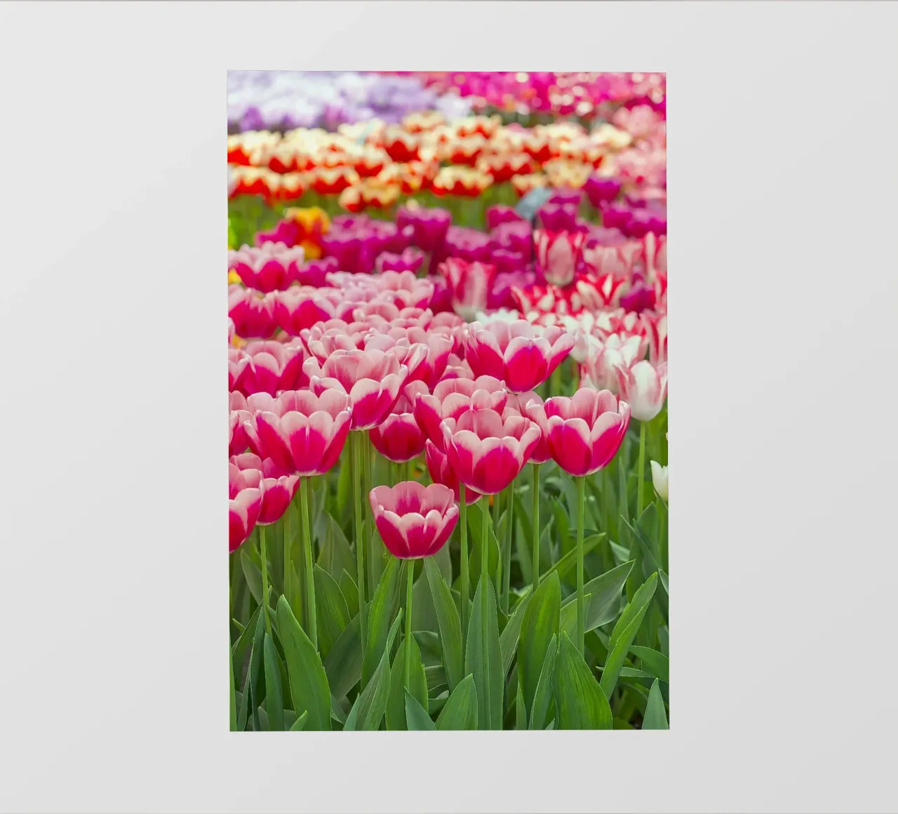 Fields of Joy: Vibrant Tulips in Bloom backlit film by Curious Collections by Marielle Leenders