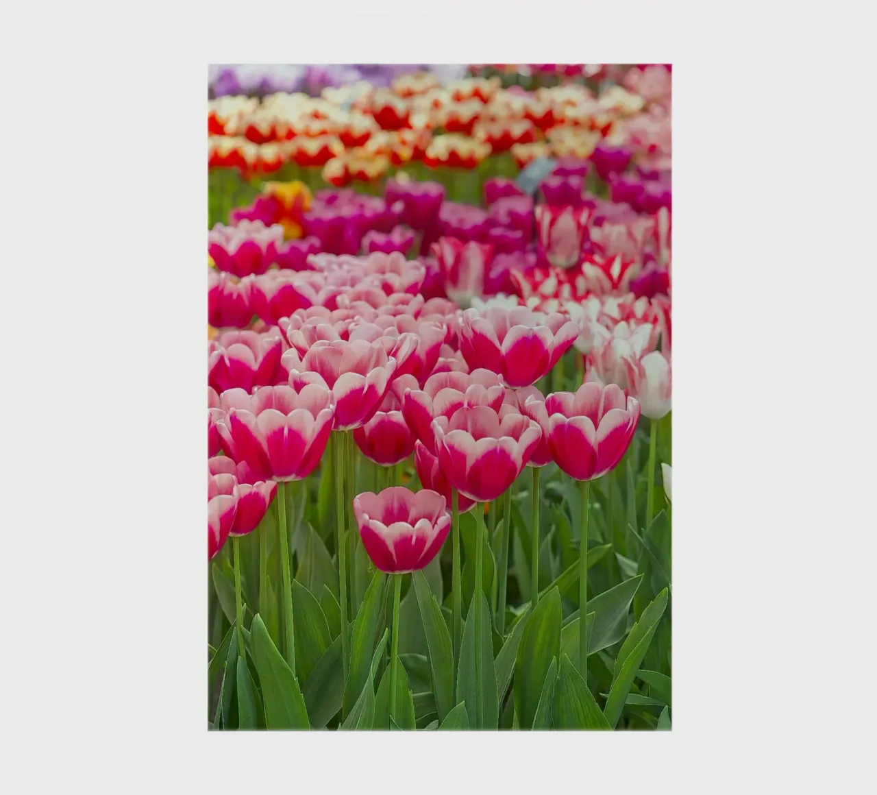 Fields of Joy: Vibrant Tulips in Bloom notebook by Curious Collections by Marielle Leenders