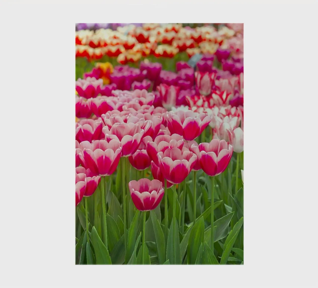 Fields of Joy: Vibrant Tulips in Bloom notebook by Curious Collections by Marielle Leenders
