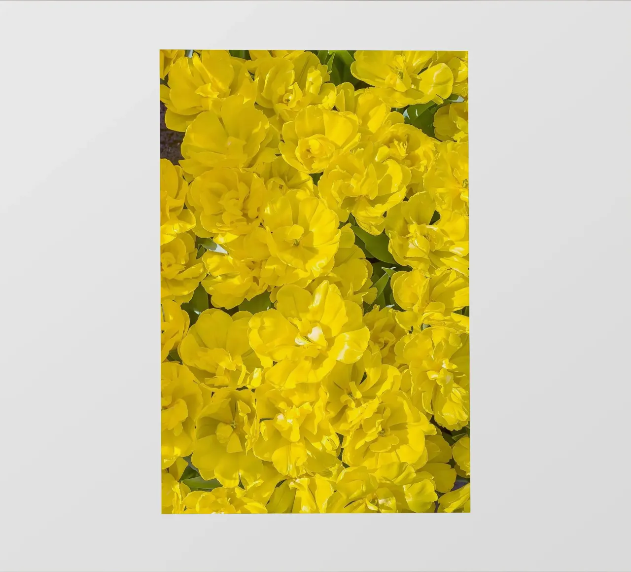 Un'esplosione di sole: Tulipani gialli telo in pvc da Curious Collections by Marielle Leenders