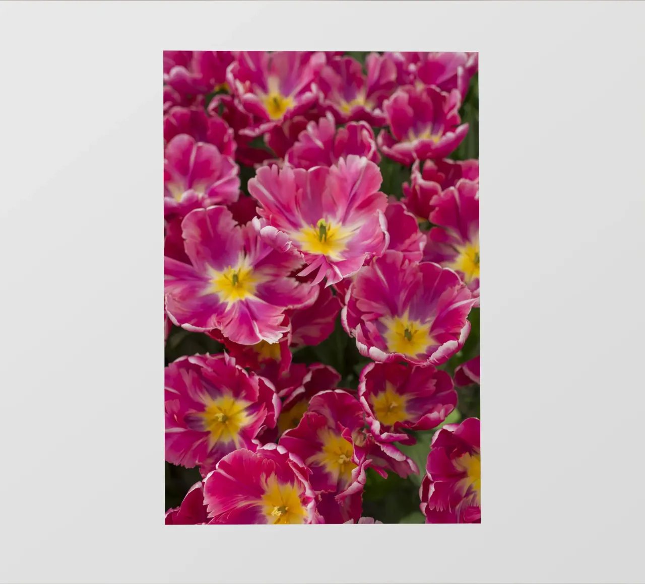 Floral Elegance: Lush Pink Tulips in Full Glory pvc cover by Curious Collections by Marielle Leenders