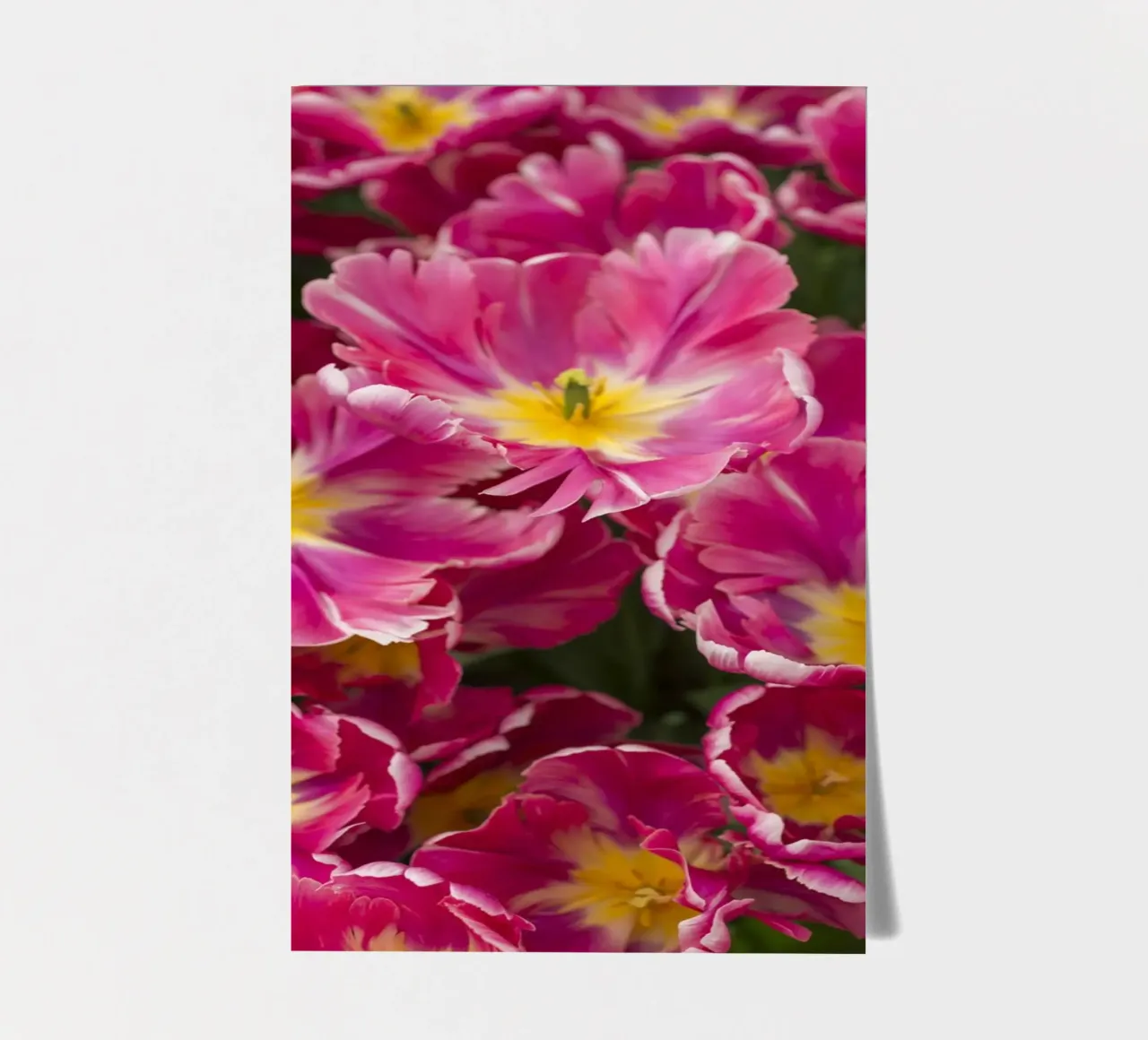 Floral Elegance: Lush Pink Tulips in Full Glory sticker sheet by Curious Collections by Marielle Leenders