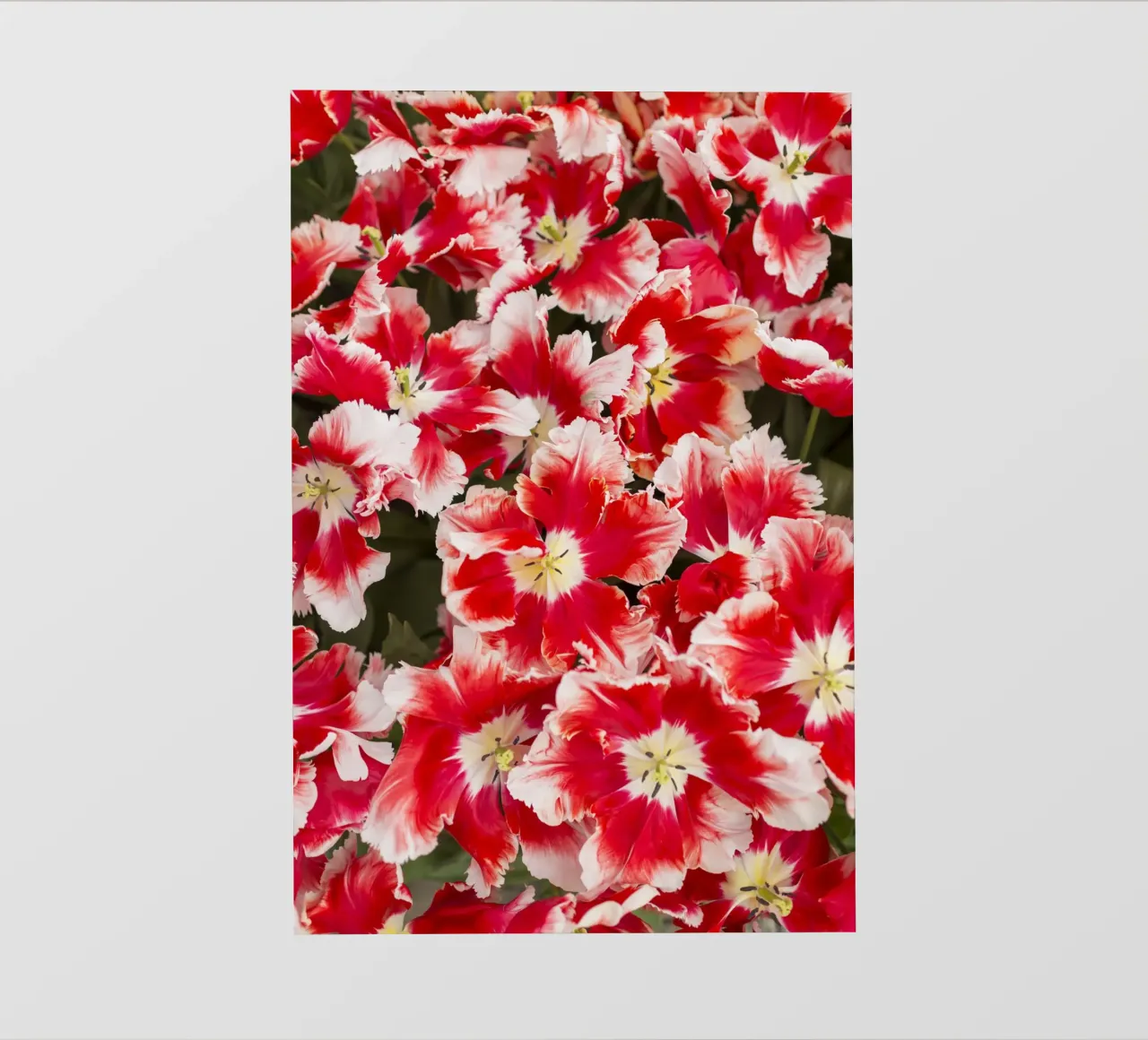 Eleganza audace: Tulipani rossi/bianchi carta da parati fotografica da Curious Collections by Marielle Leenders