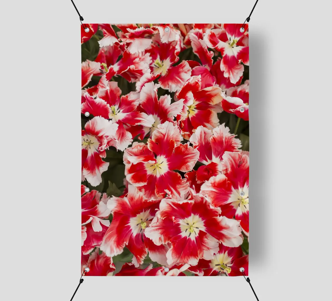 Eleganza audace: Tulipani rossi/bianchi telo in pvc da Curious Collections by Marielle Leenders