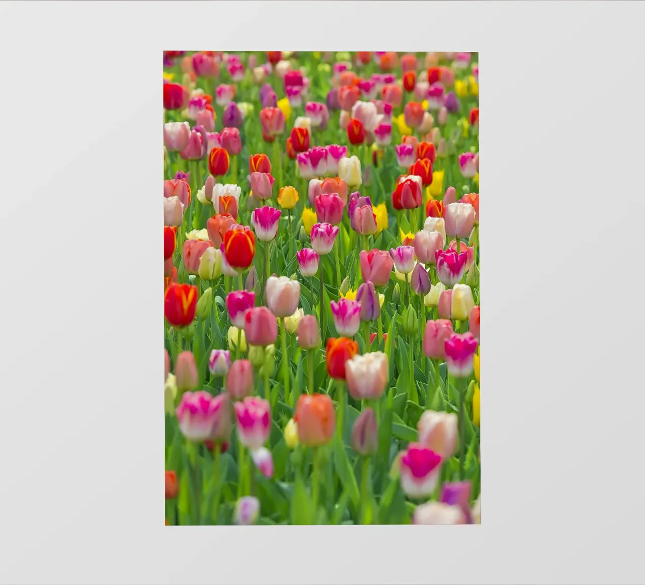 A Symphony of Color: Mixed Tulips in Bloom pvc cover by Curious Collections by Marielle Leenders