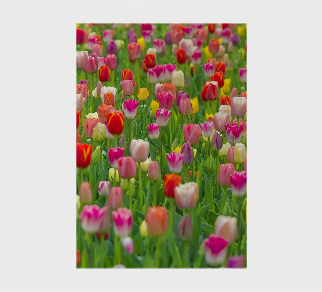 A Symphony of Color: Mixed Tulips in Bloom notebook by Curious Collections by Marielle Leenders