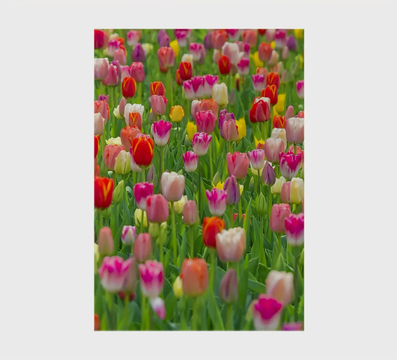 A Symphony of Color: Mixed Tulips in Bloom notebook by Curious Collections by Marielle Leenders