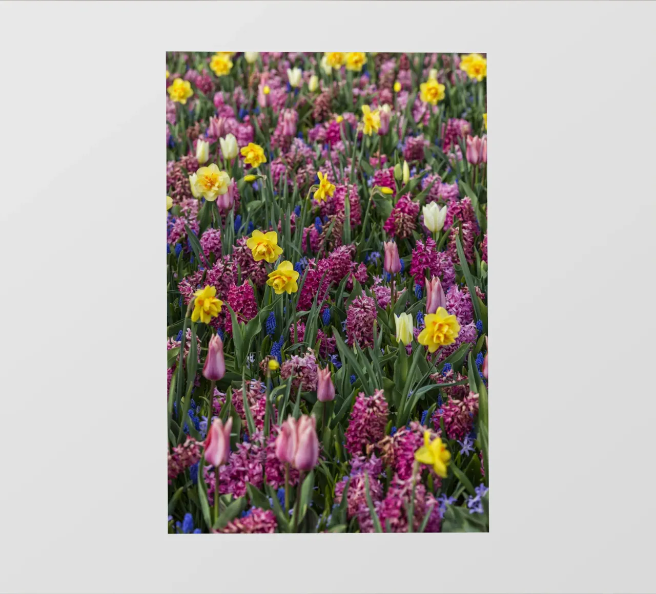 A Symphony of Spring: Purple Tulips, Hyacinths, and Daffodil backlit film by Curious Collections by Marielle Leenders