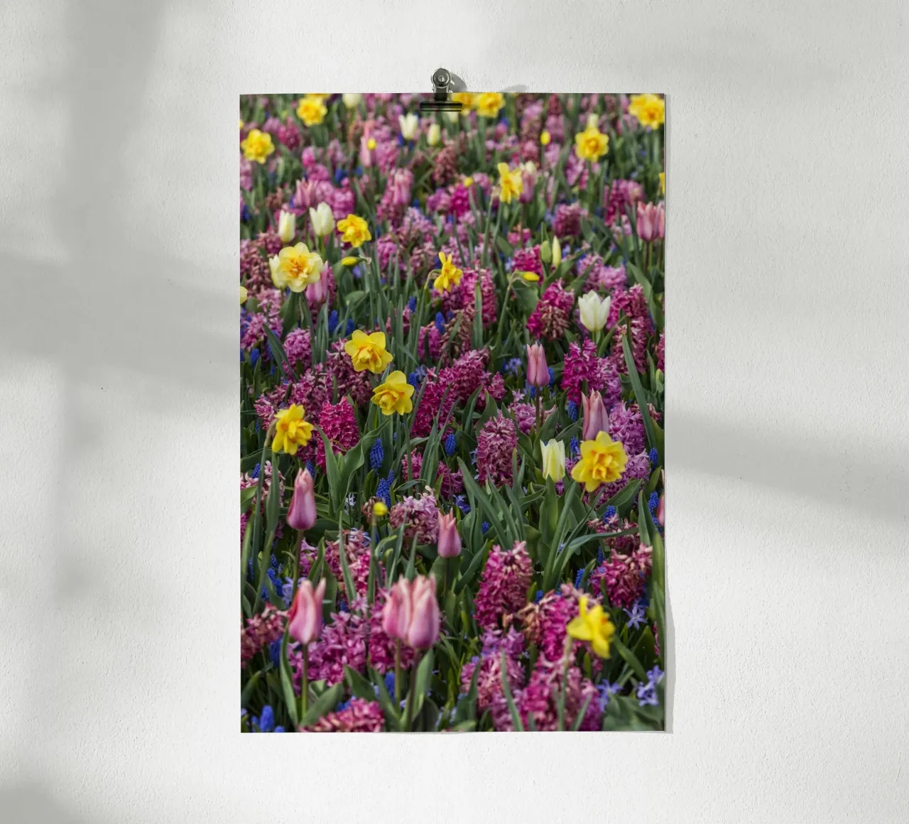 A Symphony of Spring: Purple Tulips, Hyacinths, and Daffodil hahnemühle by Curious Collections by Marielle Leenders