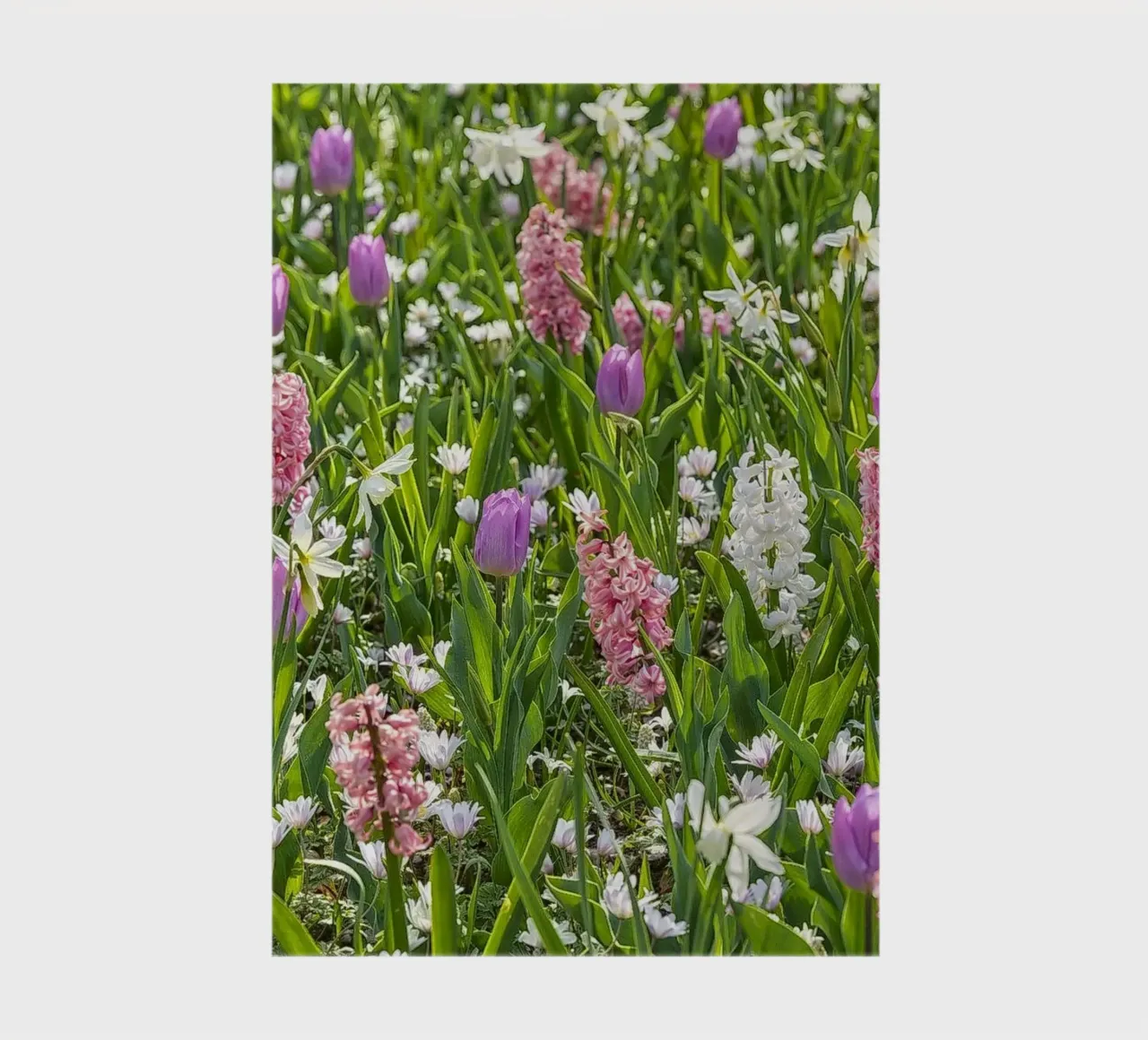 Spring Elegance: Hyacinths and Tulips notebook by Curious Collections by Marielle Leenders
