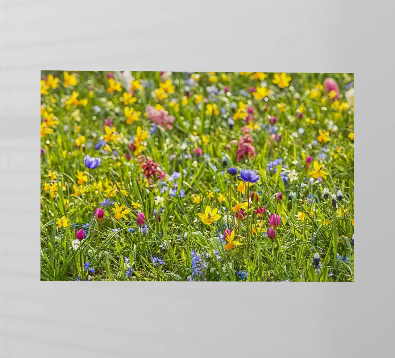 A Symphony of Color: Field of Mixed Flowers pellicola backlit da Curious Collections by Marielle Leenders