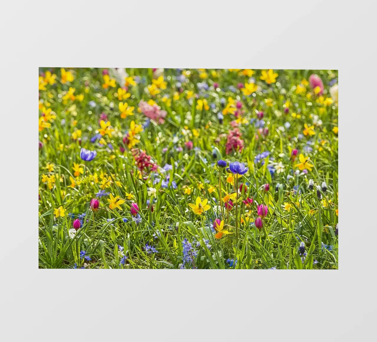 A Symphony of Color: Field of Mixed Flowers pellicola backlit da Curious Collections by Marielle Leenders