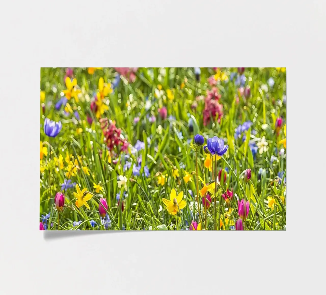 A Symphony of Color: Field of Mixed Flowers sticker sheet by Curious Collections by Marielle Leenders