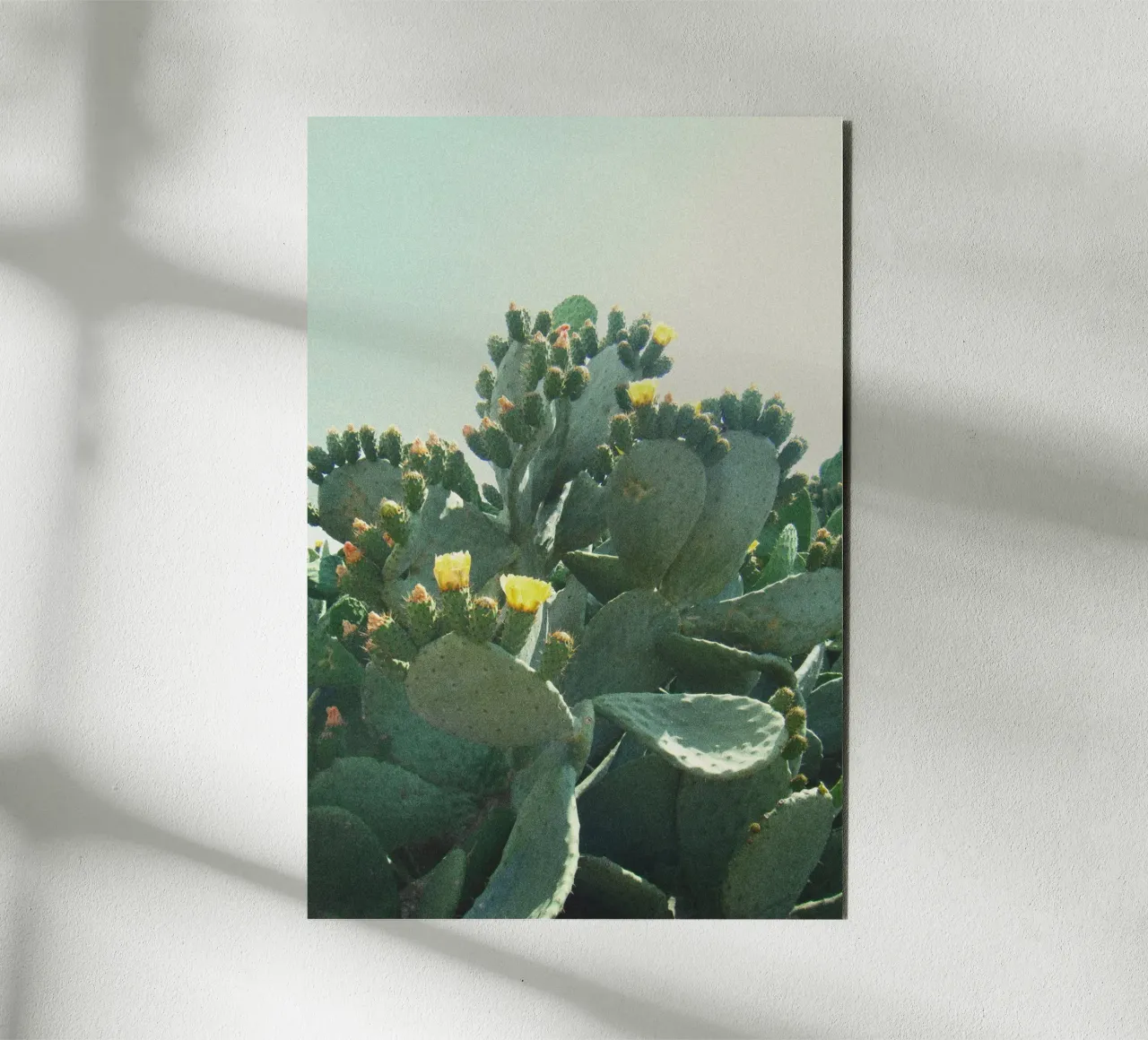 Cactus with flowers in front of a blue sky, analogue photography alu-dibond by Lisa Jureczko Arts Illustration