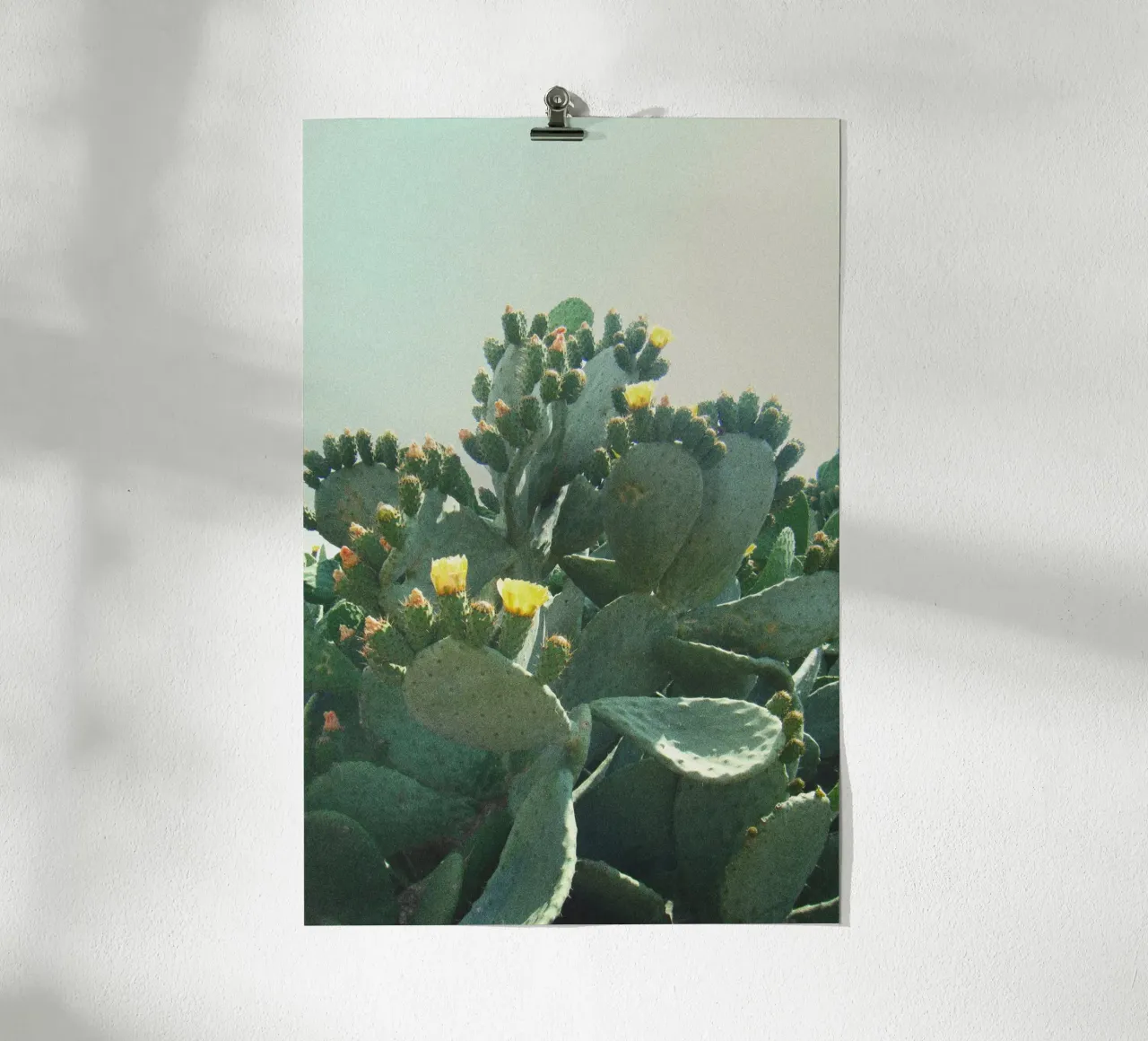 Cactus con fiori davanti a un cielo azzurro, fotografia analogica poster con telaio in plastica da Lisa Jureczko Arts Illustration