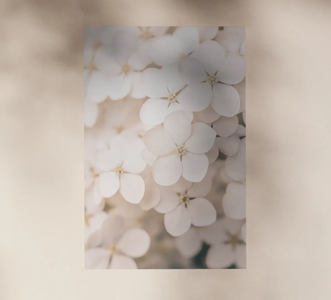 Florale Boho Harmonie pellicola backlit da Carinaprint
