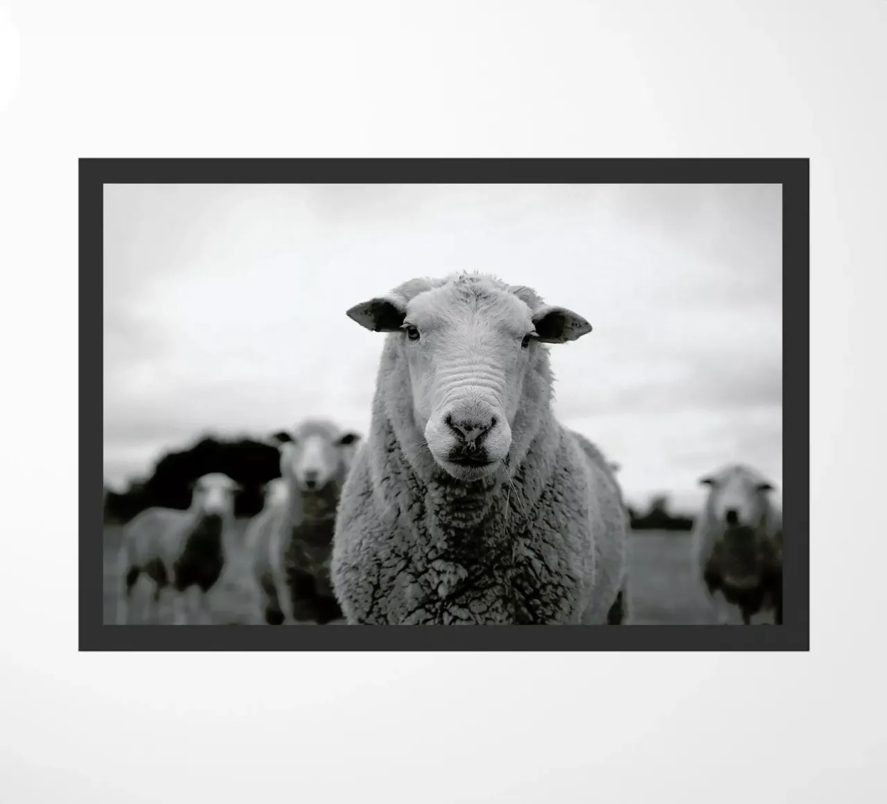 The Sheep zerbino da Studio One