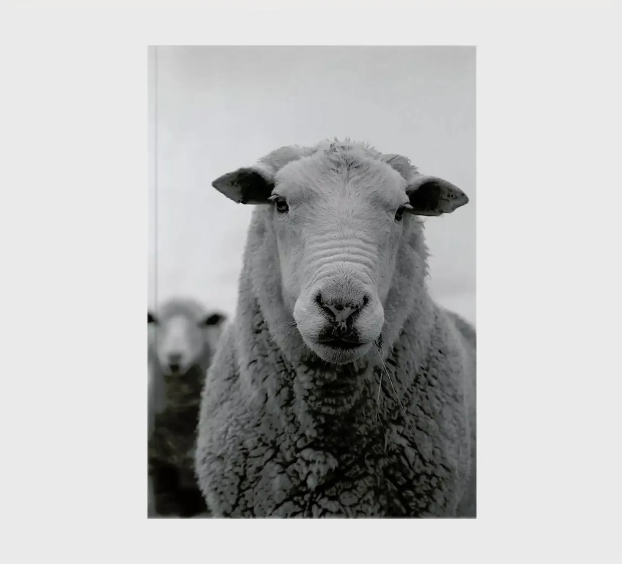 The Sheep notebook by Studio One