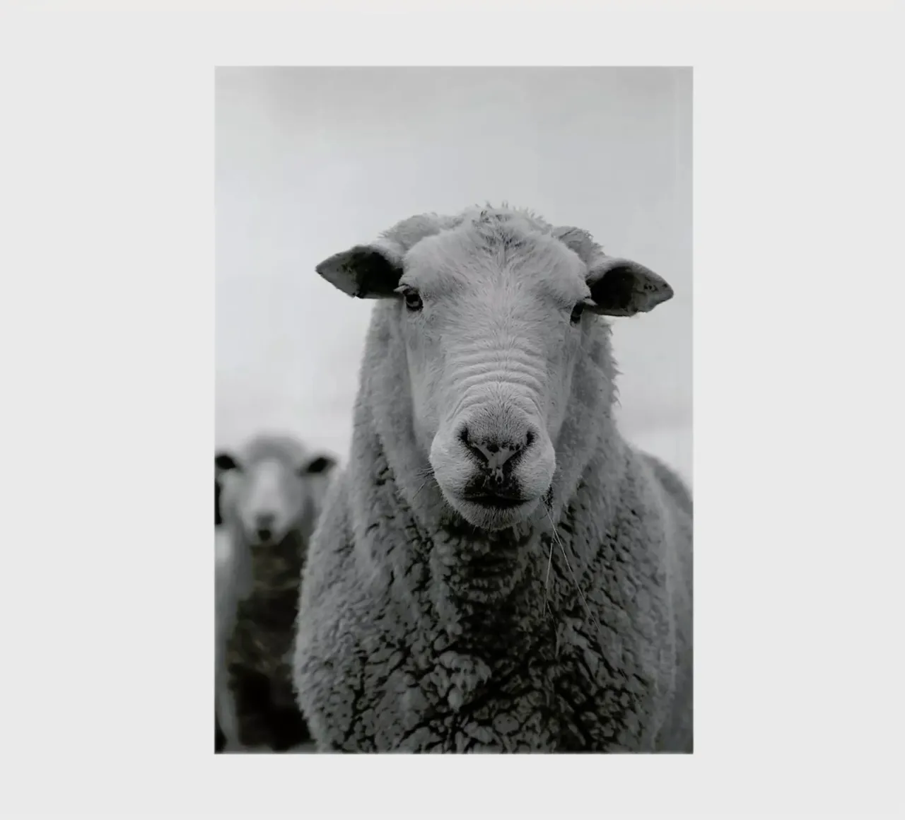 The Sheep notebook by Studio One