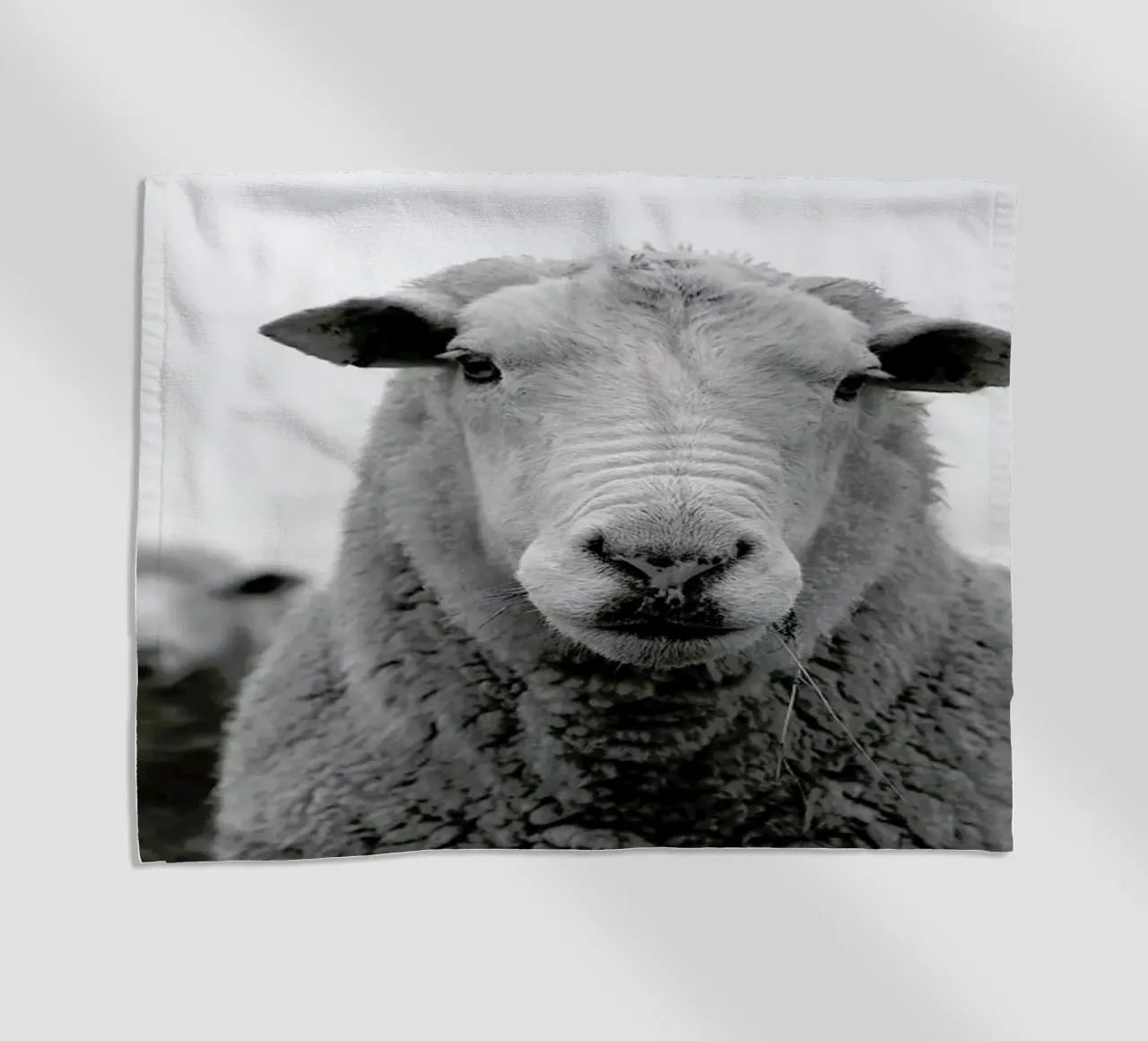 The Sheep telo mare da Studio One