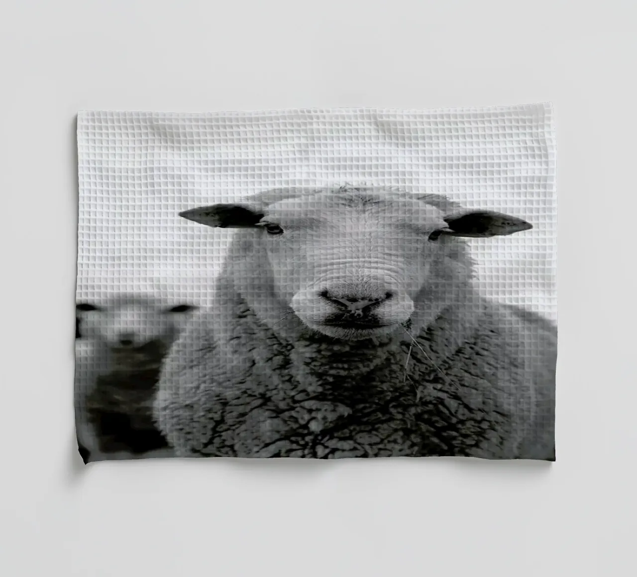 The Sheep canovaccio da cucina da Studio One
