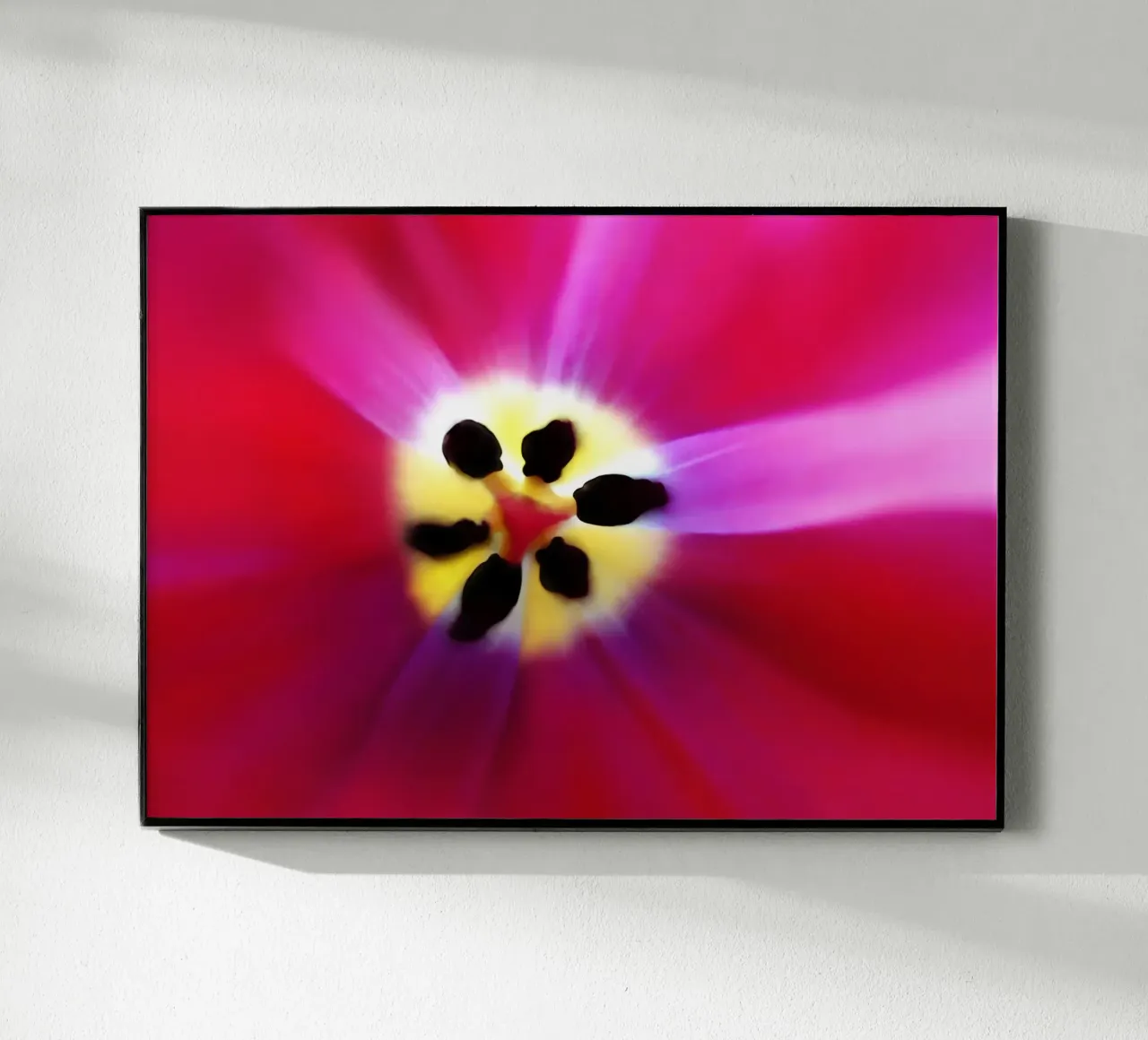 Tulip Intimacy plexiglass da menega sabidussi | moods