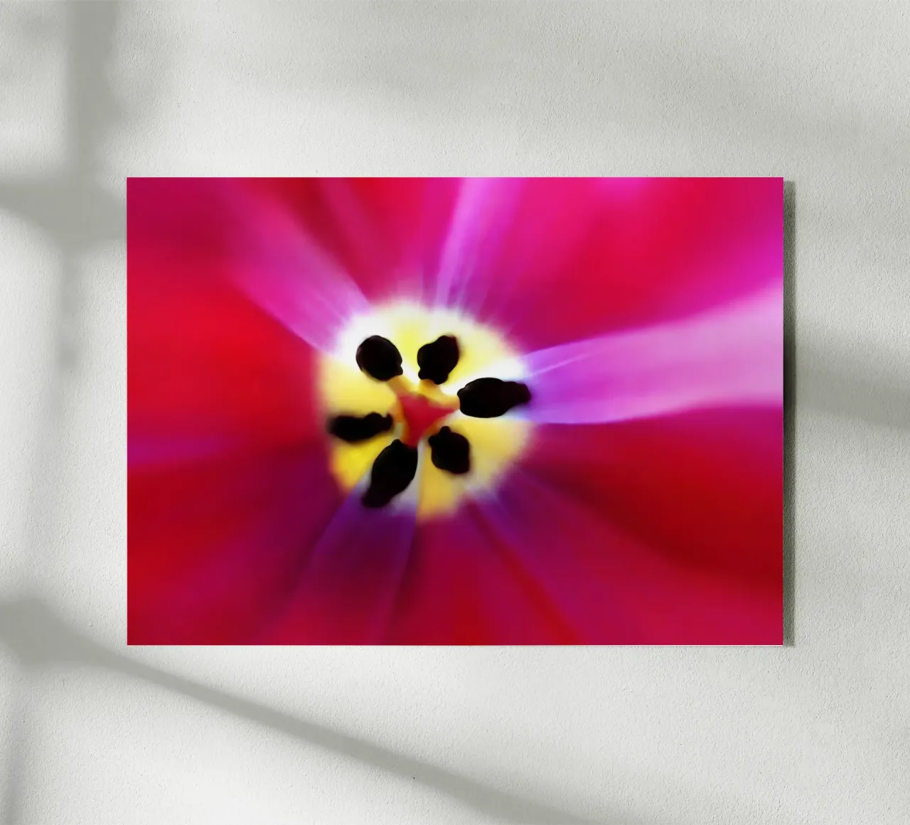 Tulip Intimacy plexiglass da menega sabidussi | moods