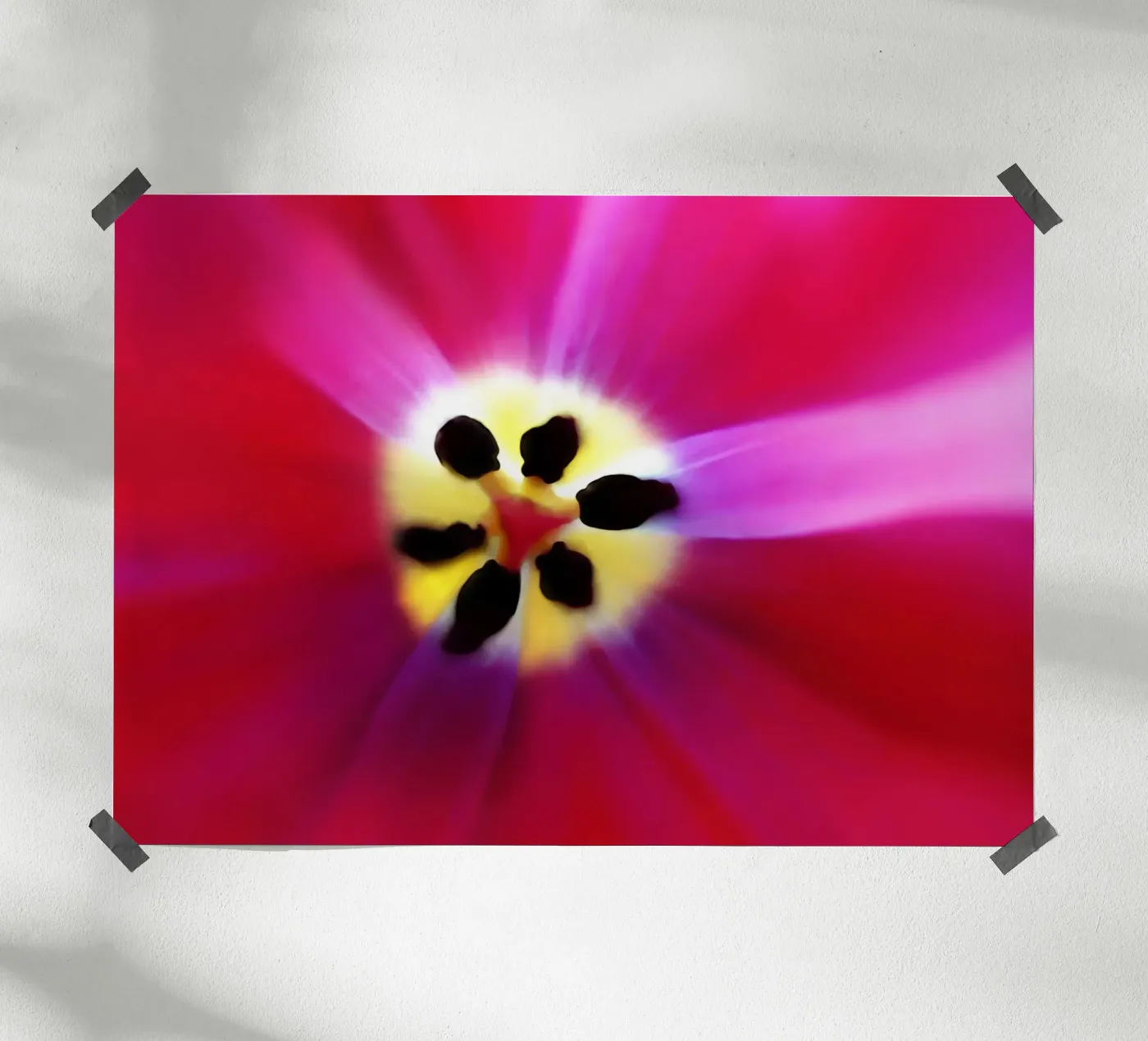 Tulip Intimacy poster da menega sabidussi | moods