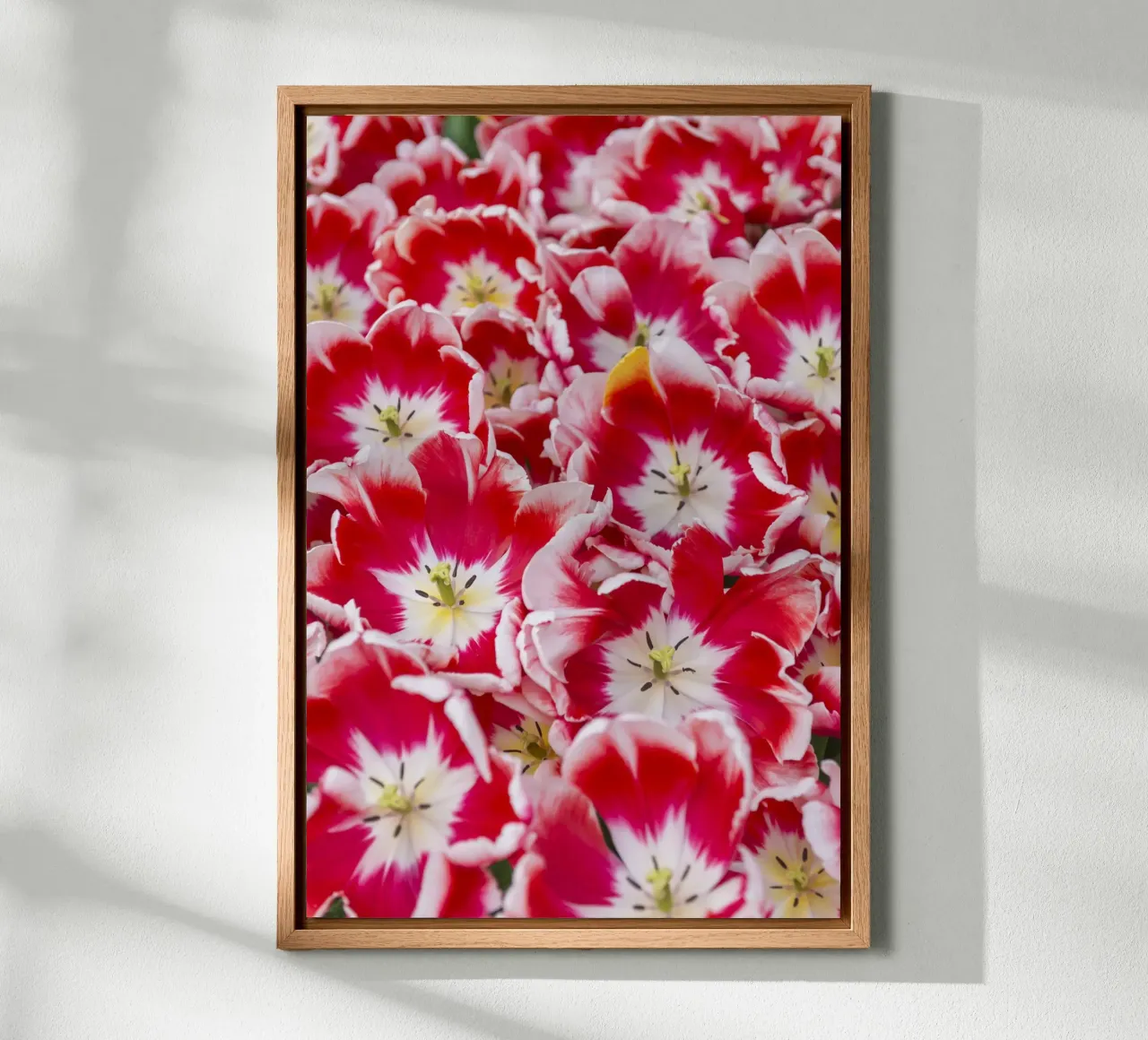 Striking Elegance: Red/White Tulips in Bloom canvas with Floater frame by Curious Collections by Marielle Leenders