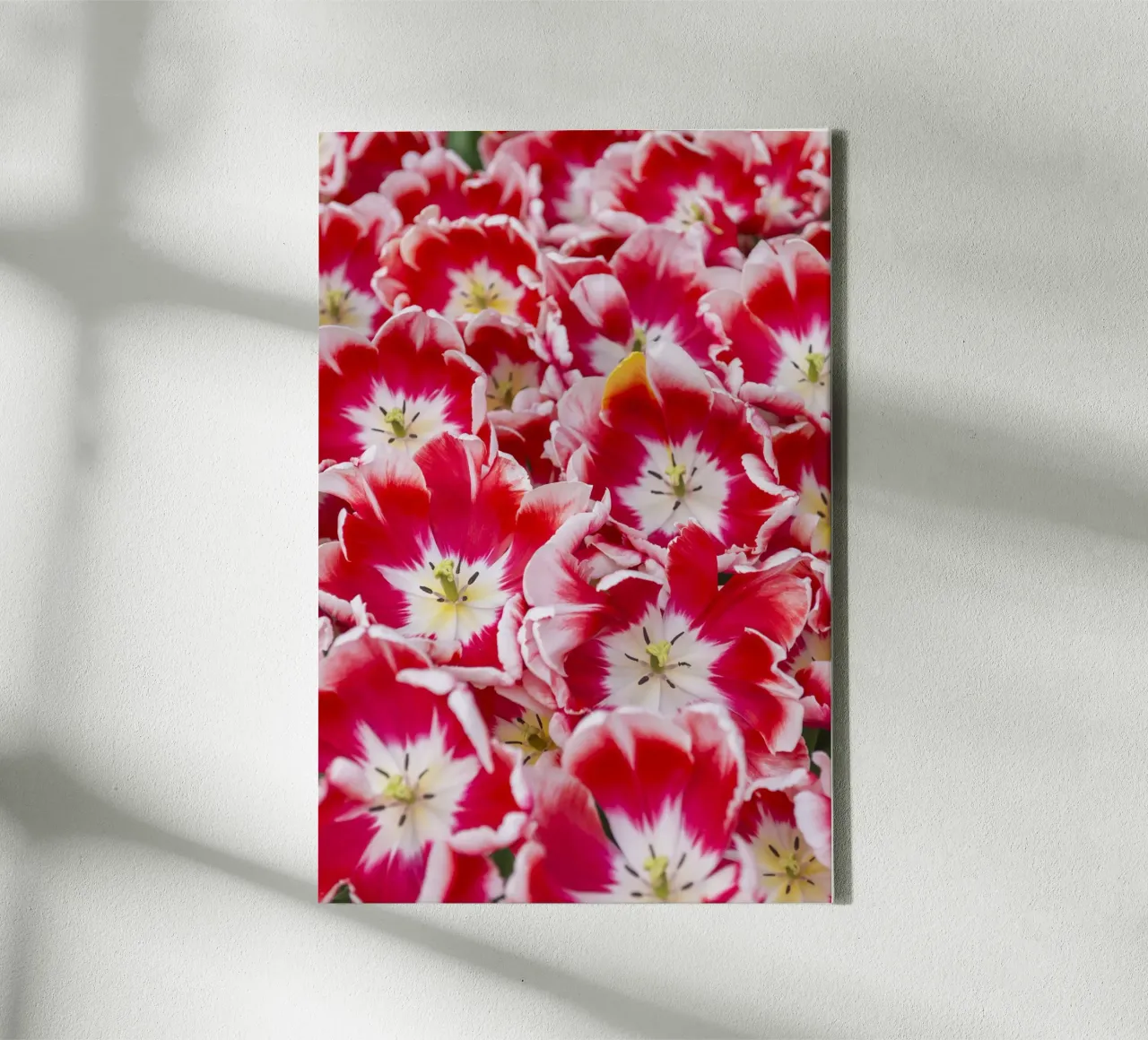 Striking Elegance: Red/White Tulips in Bloom canvas with Floater frame by Curious Collections by Marielle Leenders