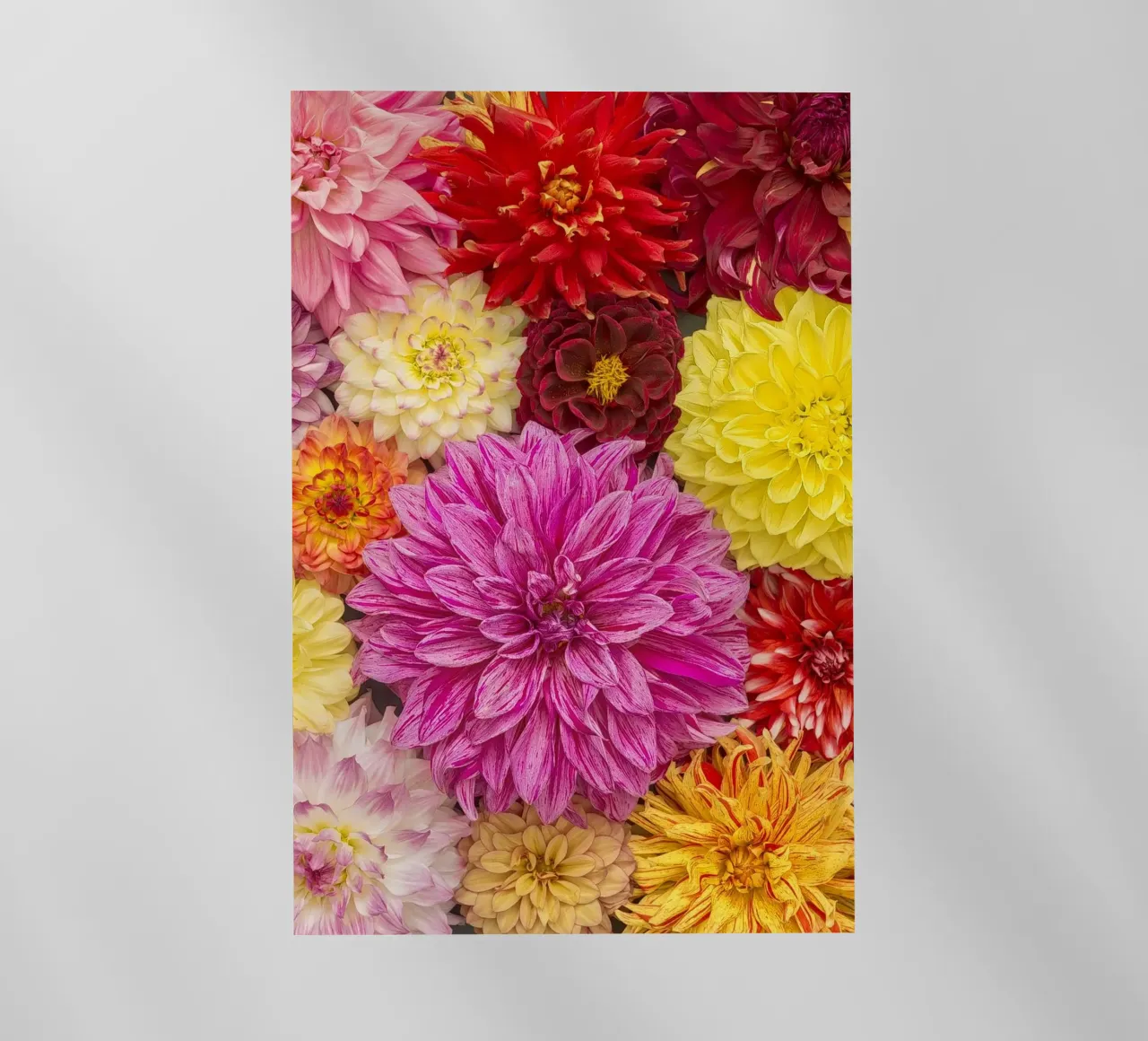 Un caleidoscopio di bellezza: Dalie miste pellicola backlit da Curious Collections by Marielle Leenders